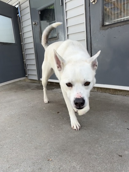 SUZIE (FKA CRICKET) - Siberian Husky / Mix available for adoption