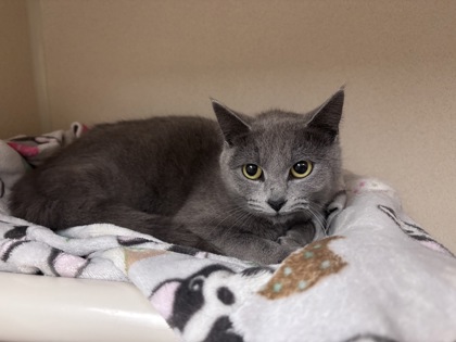 ROWENA - I AM AT PETSMART NORTHBROUGH