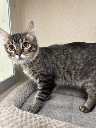 MITCH - Domestic Medium Hair / Mix available for adoption