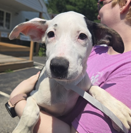 RODGER - Terrier / Mix for adoption in Worcester