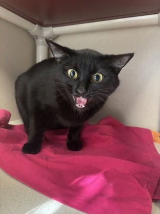 NOVA - Bombay / Mix available for adoption