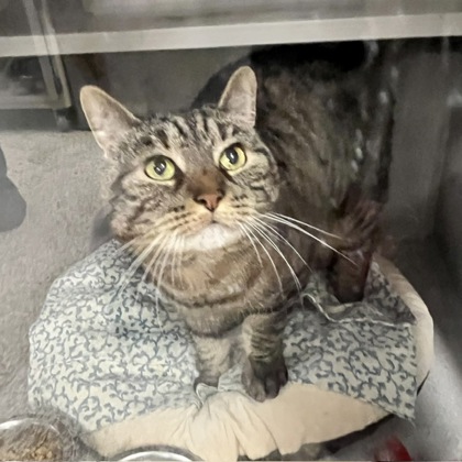 PAISLEY - Domestic Shorthair / Mix available for adoption