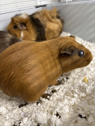 RAVIOLI/ CHEF BOYARDEE/ SPAGHETTIO - Guinea Pig / Guinea Pig available for adoption