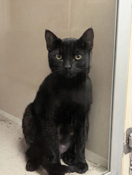 POKEY - I AM AT PETSMART NORTHBOROUGH - Domestic Shorthair / Mix available for adoption