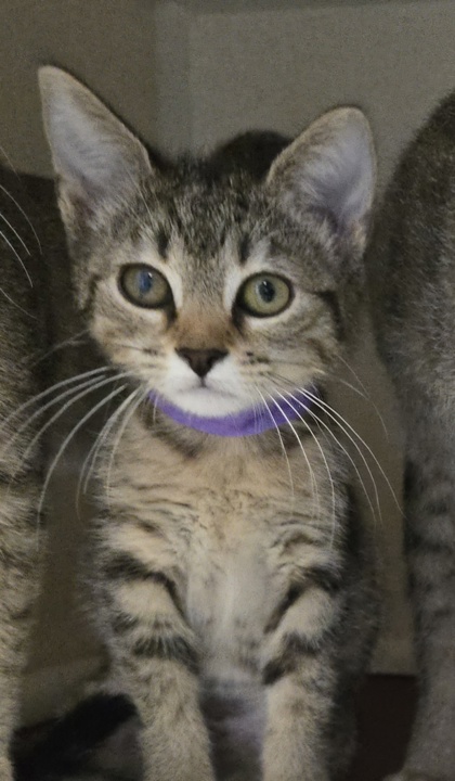 MARINARA - I AM AT PETSMART FRAMINGHAM - Domestic Shorthair / Mix available for adoption