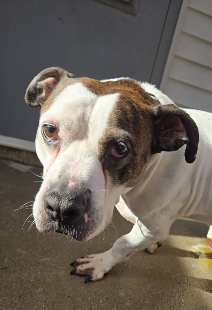 BOUNCE - American Bulldog / Mix available for adoption