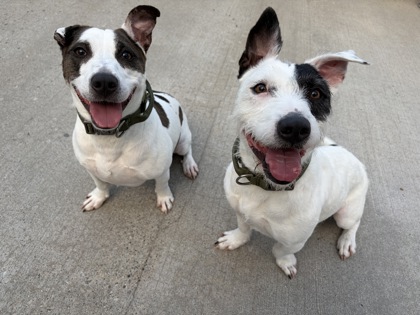JACKIE & DAISY BONDED PAIR - American Pit Bull Terrier / Mix available for adoption