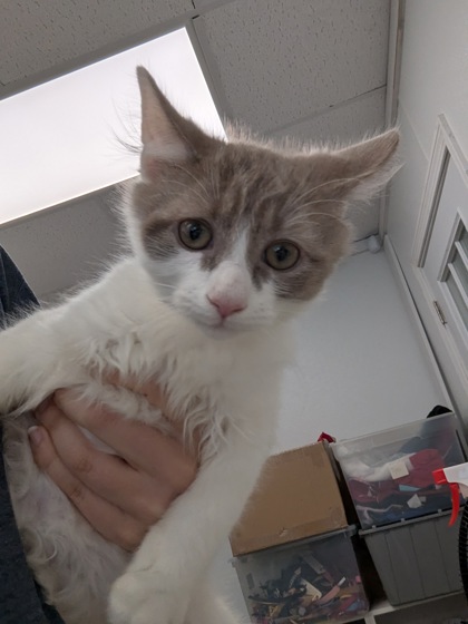 FAKE NAIL- I AM AT PETSMART FRAMINGHAM - Domestic Shorthair / Mix available for adoption