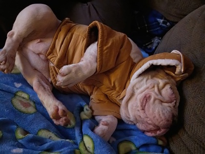 DUCKY - Bulldog / Mix available for adoption