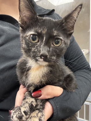 BUTTER CUP - I AM AT PETSMART FRAMINGHAM - Domestic Shorthair / Mix available for adoption