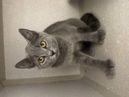 MATILDA - Domestic Shorthair / Mix available for adoption