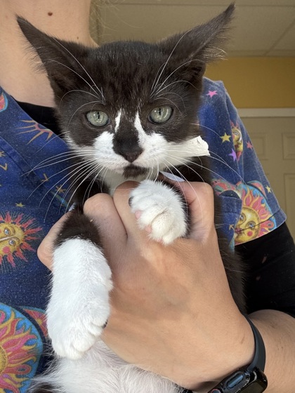 SNOW CONE - I AM AT PETSMART NORTHBOROUGH - Domestic Shorthair / Mix available for adoption