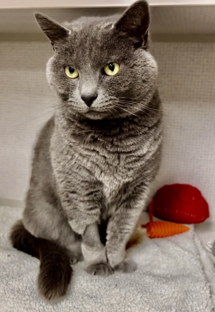 ANNIE - Domestic Shorthair / Mix available for adoption