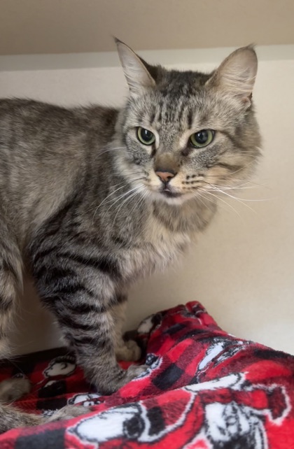 LUNA - I AM AT PETSMART NORTHBOROUGH - Domestic Shorthair / Mix available for adoption