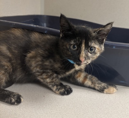 MAGNOLIA - I AM AT PETSMART NORTHBOROUGH