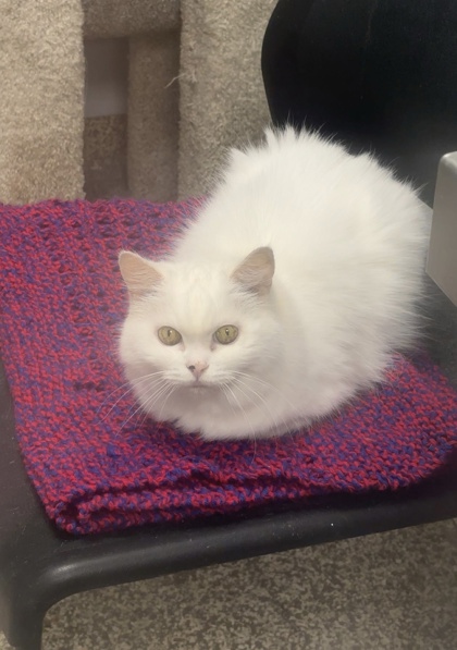 SNOWY - OFFICE CAT - Persian / Mix available for adoption