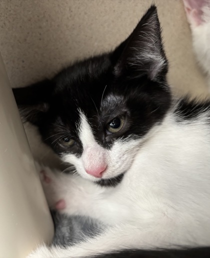 MONTY - I AM AT PETSMART FRAMINGHAM