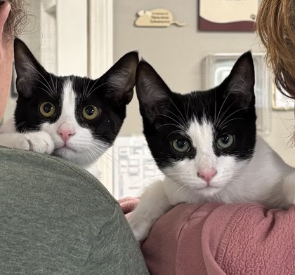 EVIE/GROMIT - BONDED PAIR - Domestic Shorthair / Mix available for adoption