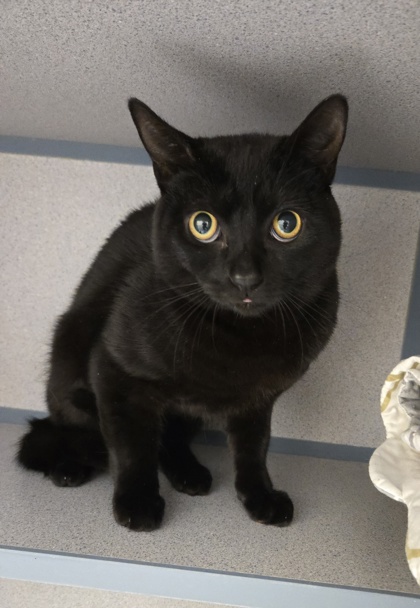 FELIX - I AM AT PETSMART NORTHBOROUGH - Domestic Shorthair / Mix available for adoption