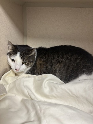 LEVI - Domestic Shorthair / Mix available for adoption