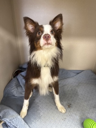 BUCK - Miniature Australian Shepherd / Mix available for adoption