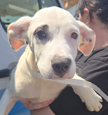 ROBERTO - Terrier / Mix for adoption in Worcester