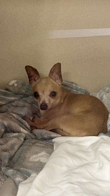 NUGGET - Short Coat Chihuahua / Mix available for adoption