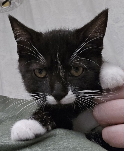 NORA - I AM AT PETSMART FRAMINGHAM - Domestic Shorthair / Mix available for adoption