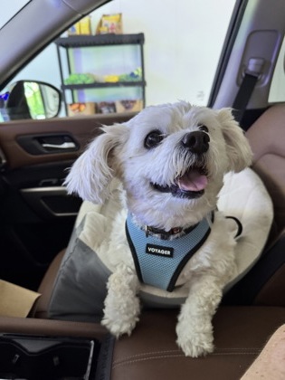 BEATRICE - IN FOSTER (CALL TO SCHEDULE A MEET) - Shih Tzu / Mix for adoption in Worcester