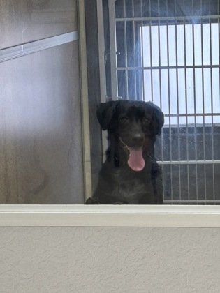 JIMMY - American Blue Heeler / Labrador Retriever available for adoption