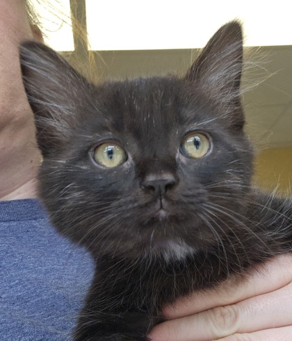 CLAIRE - I AM AT PETSMART NORTHBOROUGH - Domestic Shorthair / Mix available for adoption