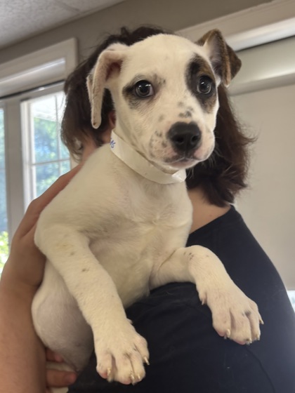GWEN - American Red Heeler / Mix available for adoption