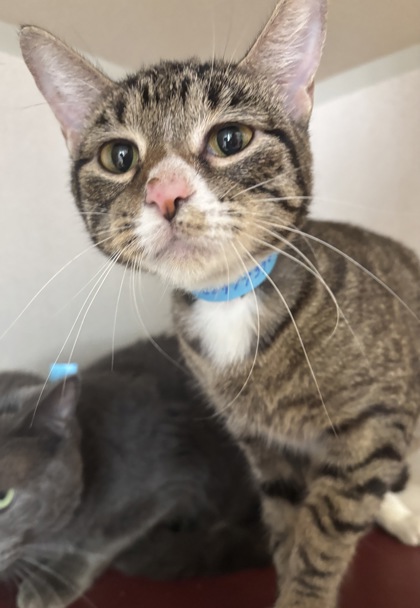TEXOMA - Domestic Shorthair / Mix available for adoption