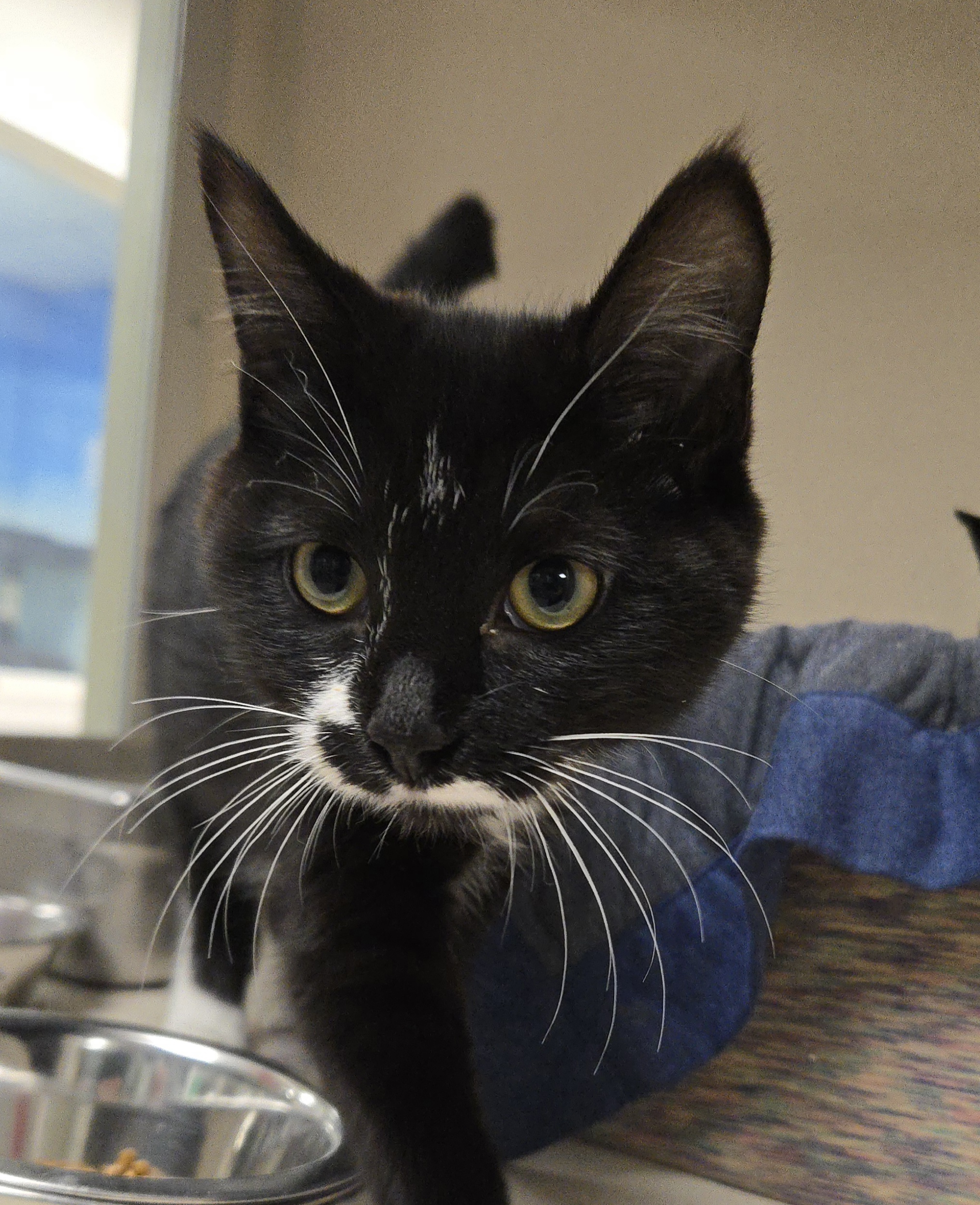 POP!/TUBA - BONDED PAIR - Domestic Shorthair / Mix available for adoption