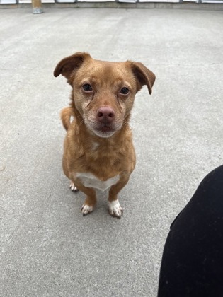 HOPPER - Short Coat Chihuahua / Mix available for adoption