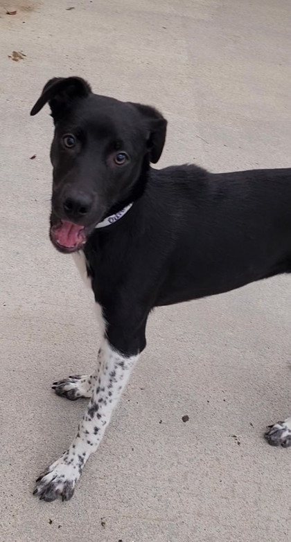 ODIE - PETCO AUBURN 11 AM - 1 PM, KLEMS 2-4 PM - Mixed Breed, Medium (up to 44 lbs fully grown) / Mix available for adoption