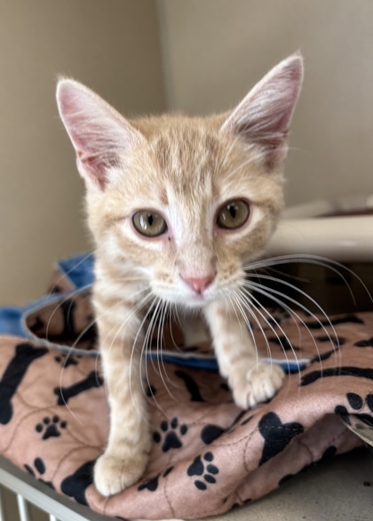 ELLA - I AM AT PETSMART FRAMINGHAM - Domestic Shorthair / Mix available for adoption
