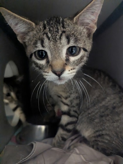 BUDDY - I AM AT PETSMART NORTHBOROUGH - Domestic Shorthair / Mix available for adoption