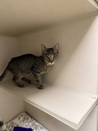 DR. FINKELSTEIN-I'M @WESTVIEW CREAMERY SAT 11A-2PM - Domestic Shorthair / Mix available for adoption