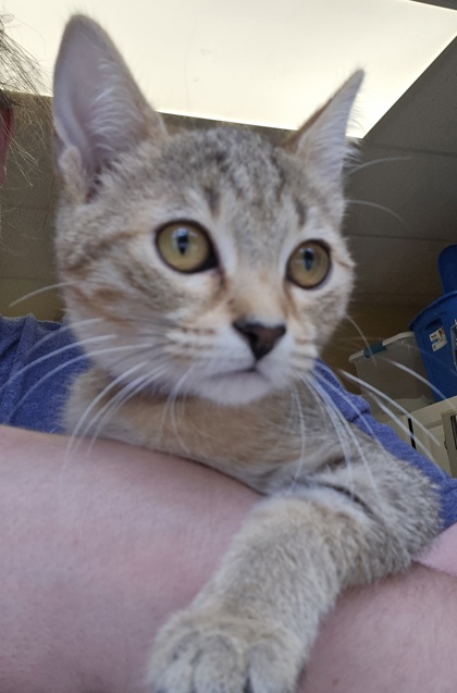 BERTOLLI - FIV+ - Domestic Shorthair / Mix for adoption in Worcester