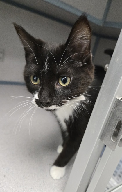 POP!/TUBA - BONDED PAIR - Domestic Shorthair / Mix available for adoption