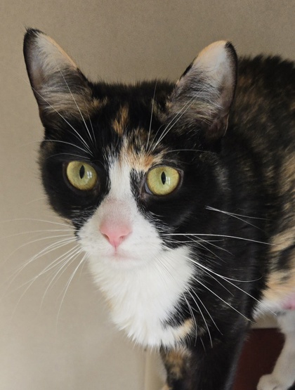SYDNEY - Domestic Shorthair / Mix available for adoption