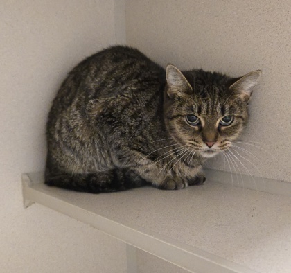 LUCY - Domestic Shorthair / Mix for adoption in Worcester