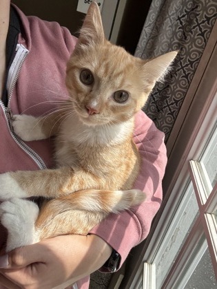 MANGO - HOSPICE KITTEN (CALL FOR MORE INFO) - Domestic Shorthair / Mix for adoption in Worcester