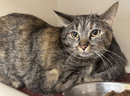 ALICE/JASPER - BONDED PAIR - Domestic Shorthair / Mix for adoption in Worcester
