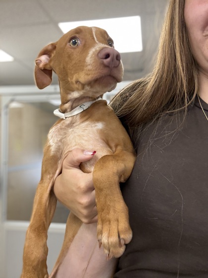 ROSA- CALL TO DISCUSS - Retriever / Terrier available for adoption