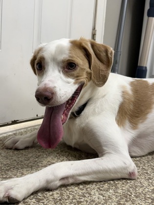 PENNY - Hound / Mix available for adoption