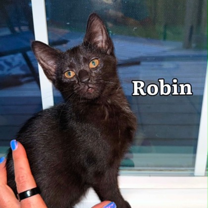 ROBIN - I AM AT PETSMART FRAMINGHAM - Domestic Shorthair / Mix available for adoption