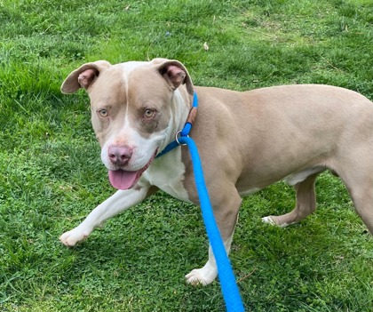 Two Face - Young-Williams Animal Center