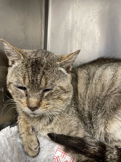 Cats - Young-Williams Animal Center